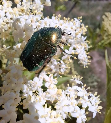 signal-2025-08-29-132708_002